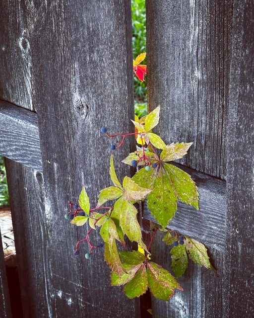 A study in color and texture seen on a late summer walk. #nature #flowersandplants